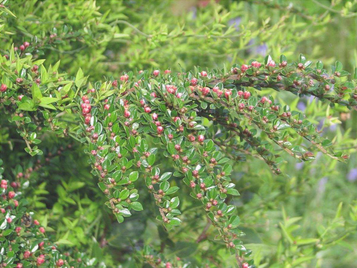 Cotoneaster è un arbusto sempreverde.