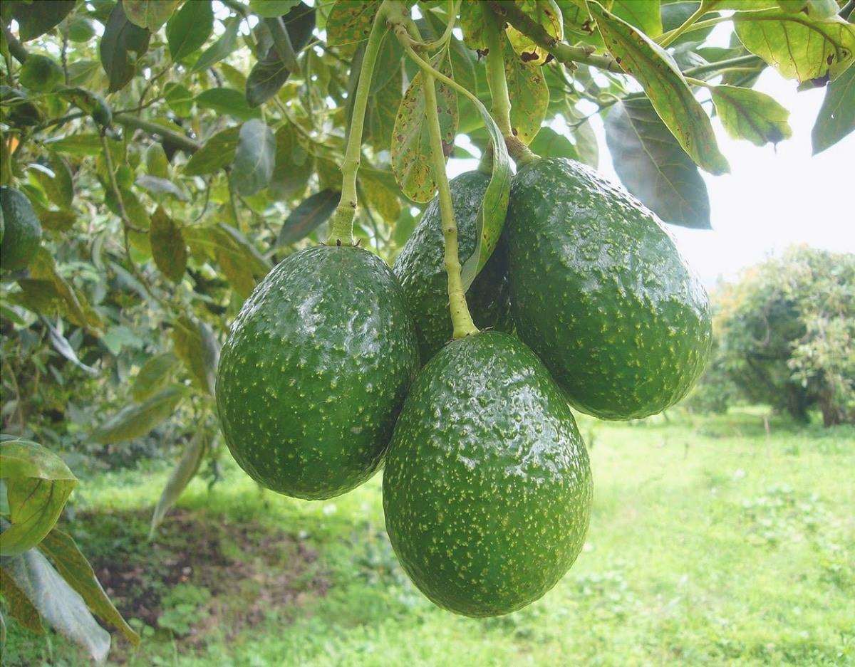crescita dell'avocado