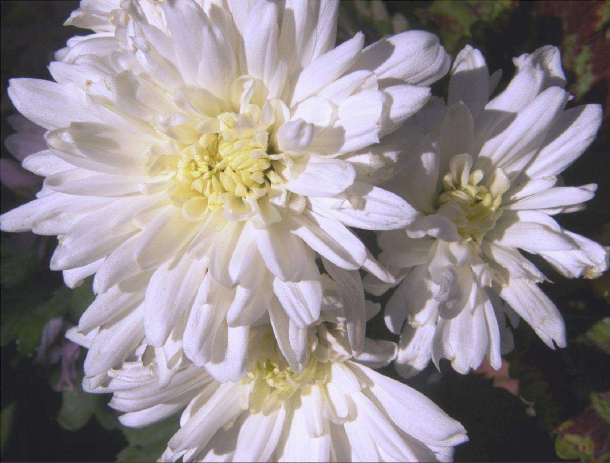 I crisantemi bianchi fioriscono in autunno