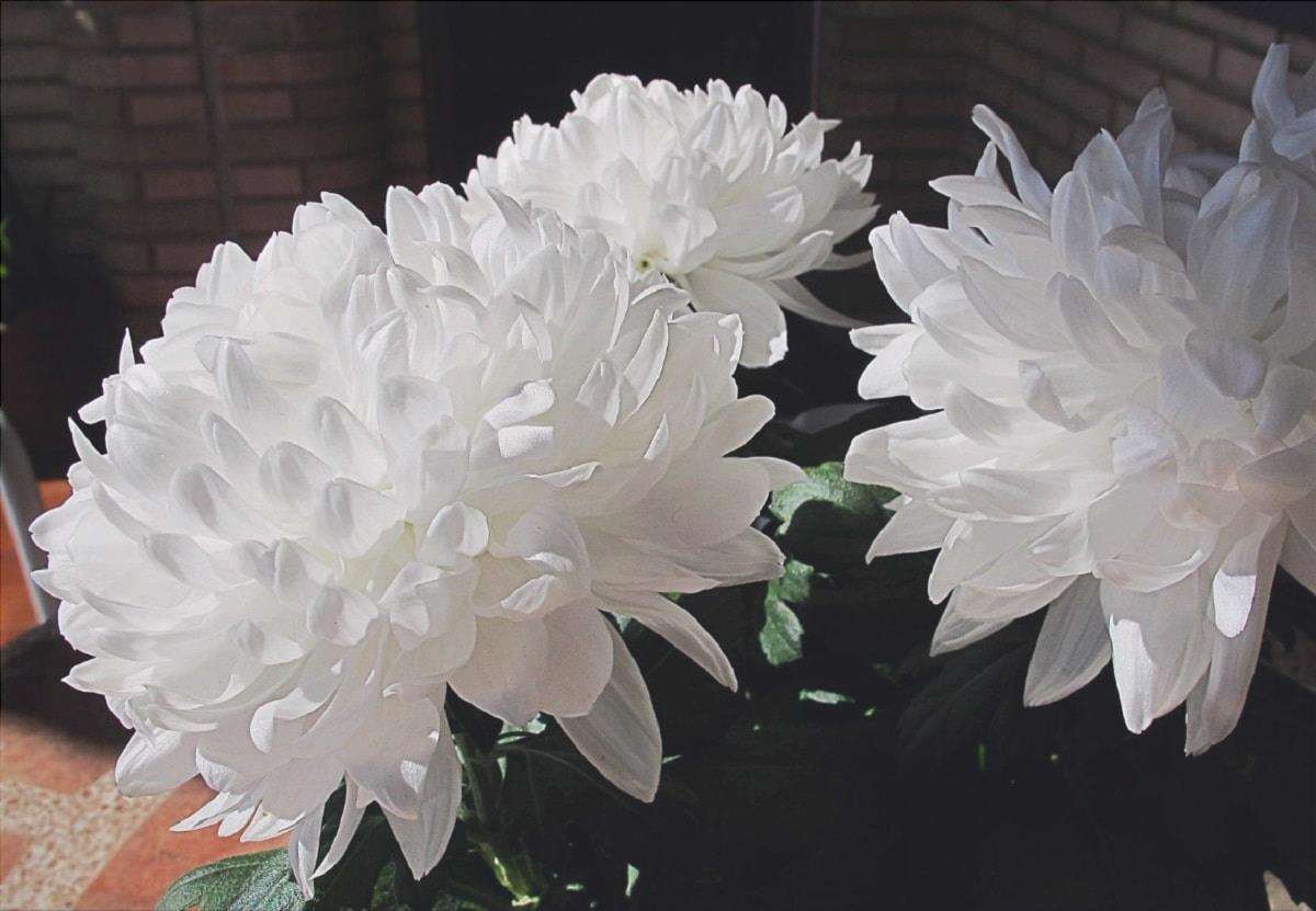 I crisantemi bianchi sono molto decorativi