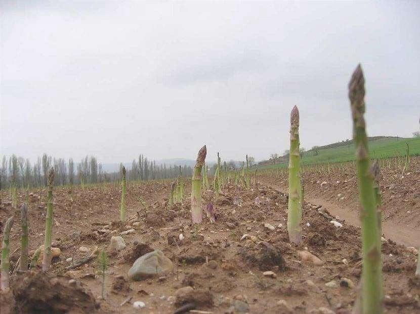 Coltivare gli asparagi: tutto quello che c'è da sapere sulla loro manutenzione