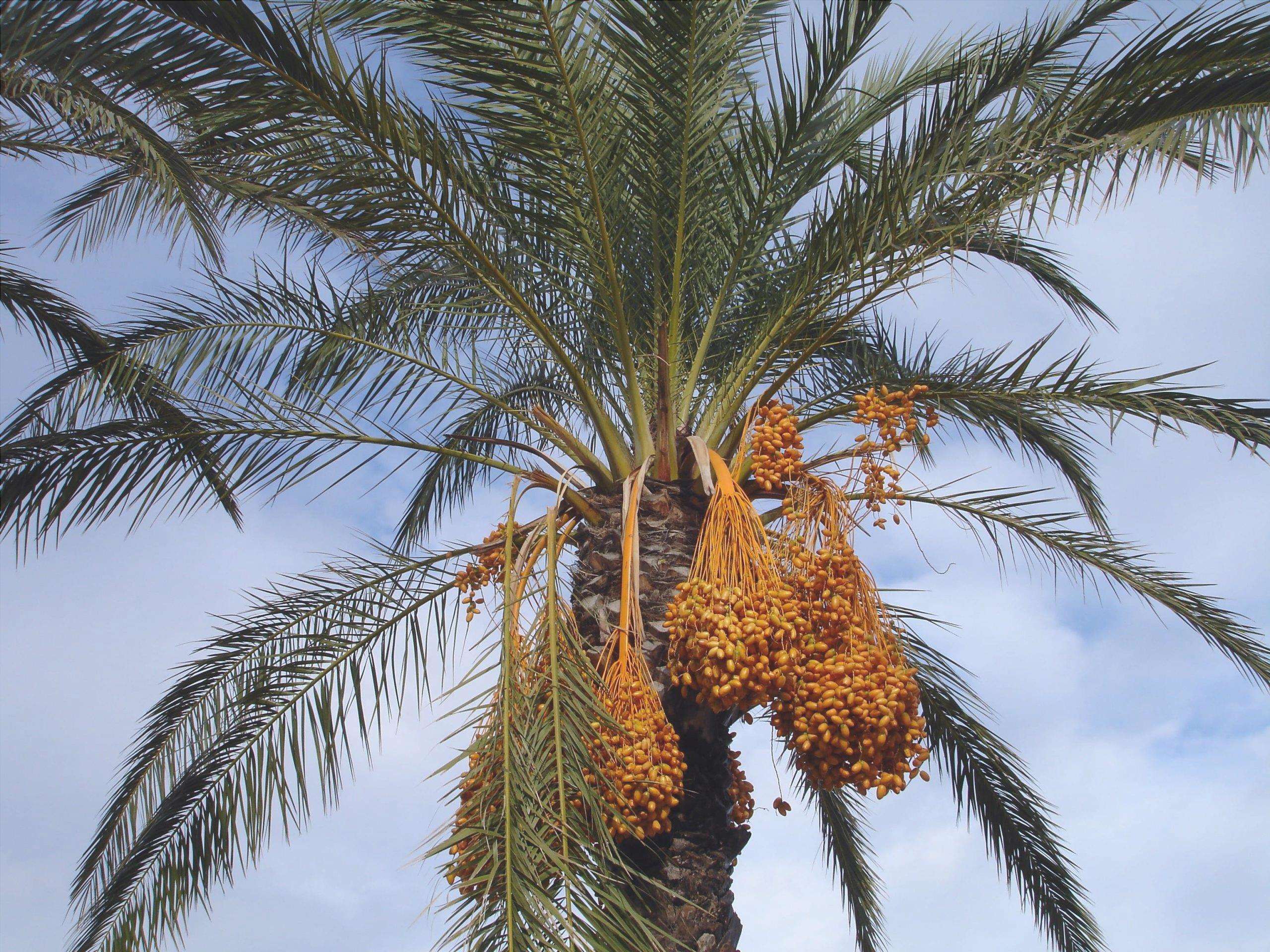 La palma da dattero è una palma che produce datteri commestibili.