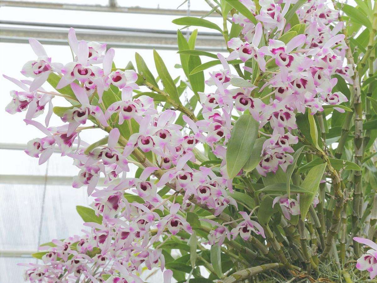 Le orchidee Dendrobium sono epifite.