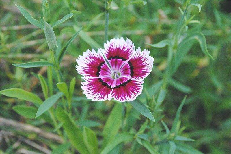 Garofano: caratteristiche e cura di questo bel fiore