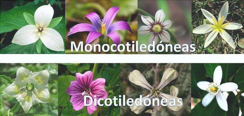 differenza tra monocotiledoni e dicotiledoni