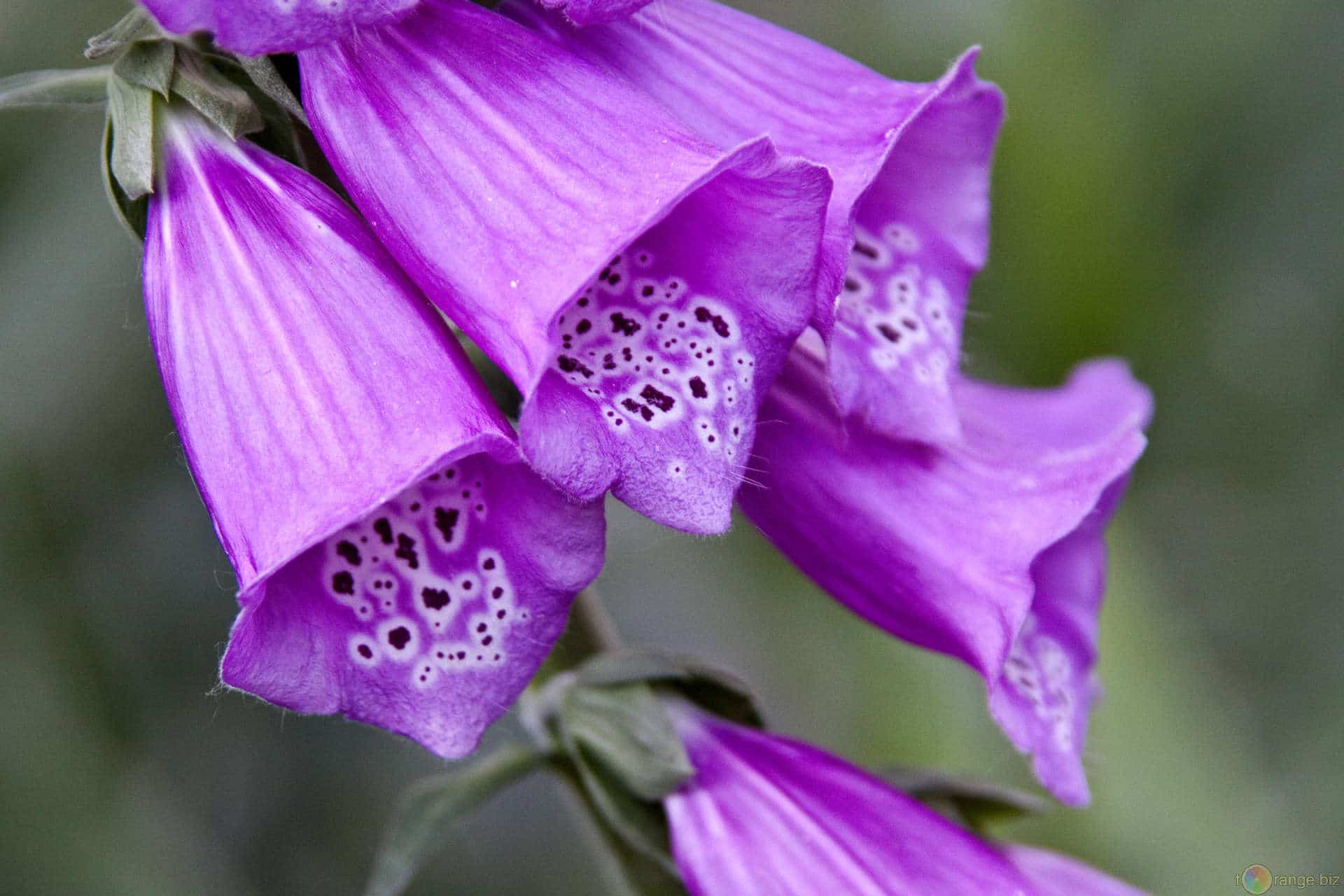 6 piante da fiore viola che sono una delizia per gli occhi