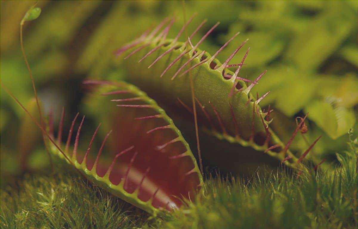 La pianta carnivora più conosciuta è la venus flytrap.