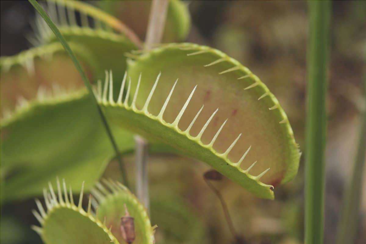 La venus flytrap è il più famoso carnivoro