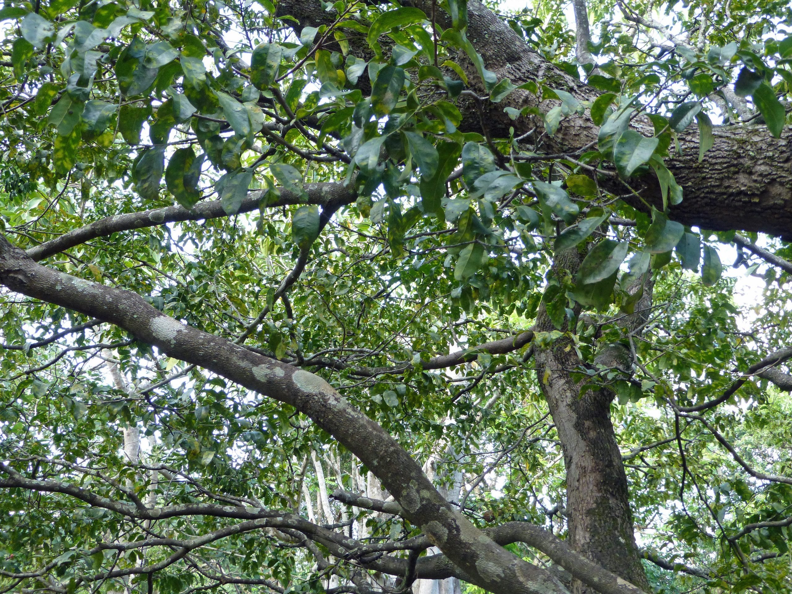 Caratteristiche e cura dell'albero di ebano