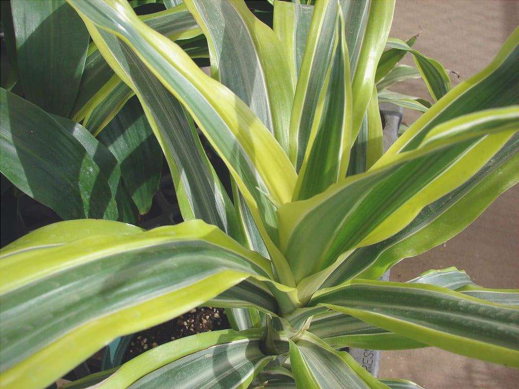 La Dracaena fragrans è un arbusto sempreverde.