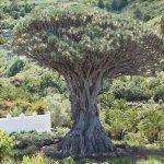 L'albero del drago millenario è a Tenerife