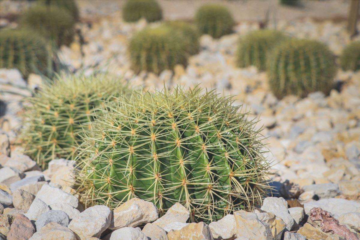 I cactus hanno bisogno di stare al sole per crescere.