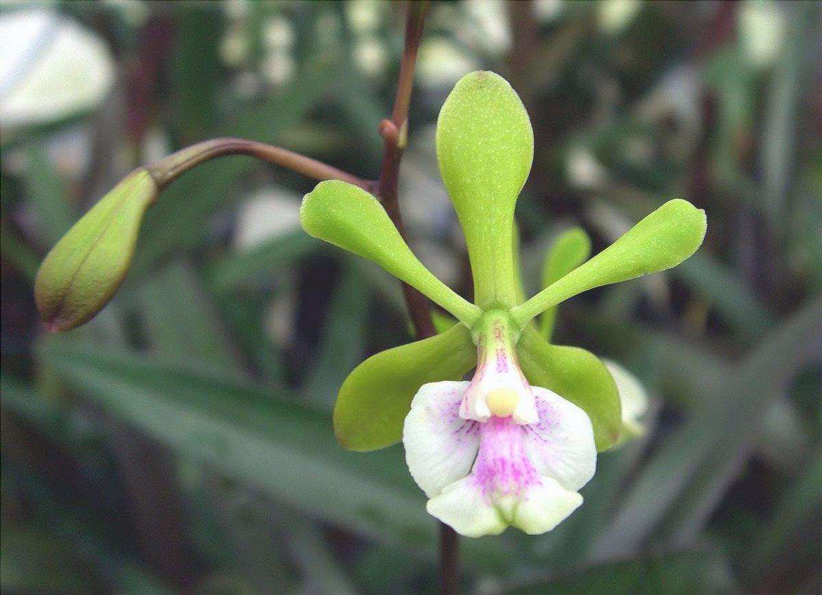 Epidendrum paniculatum è un'orchidea epifita.