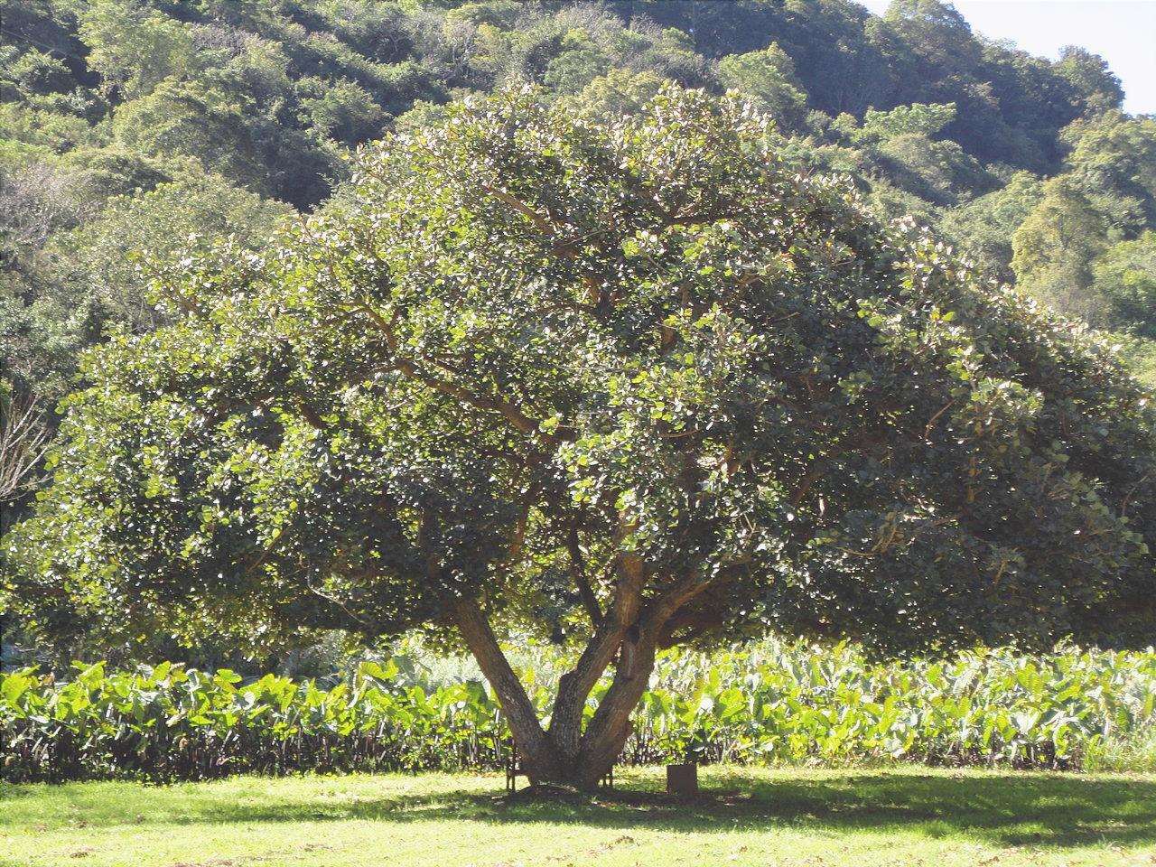 L'Erythrina caffra è un albero deciduo.