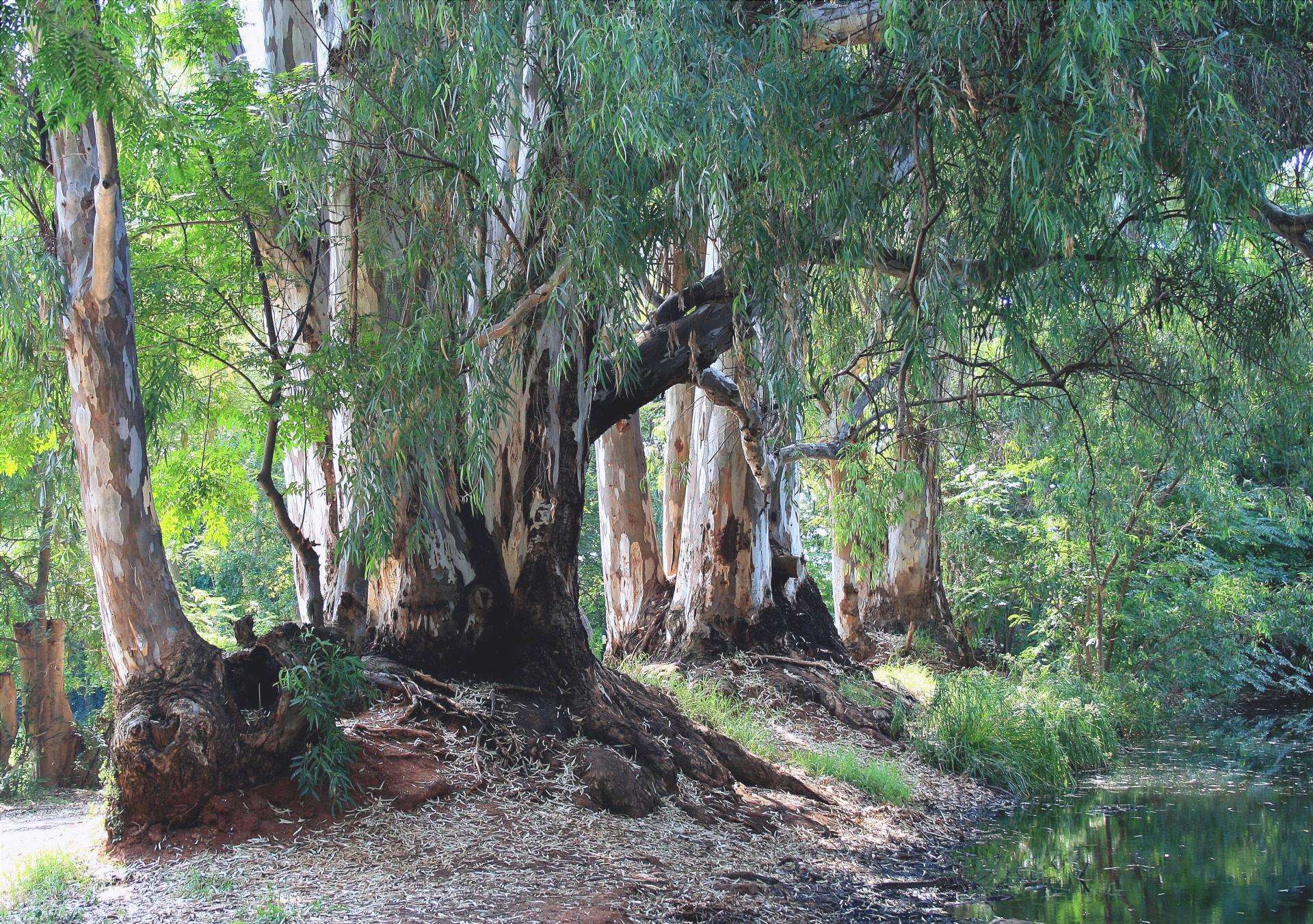 L'eucalipto è un albero a crescita rapida.