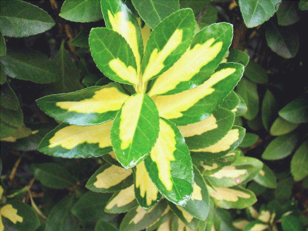 Le foglie di euonymus possono essere verdi o variegate.