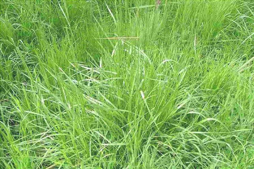 Caratteristiche, vantaggi e usi della Festuca arundinacea come erba da prato