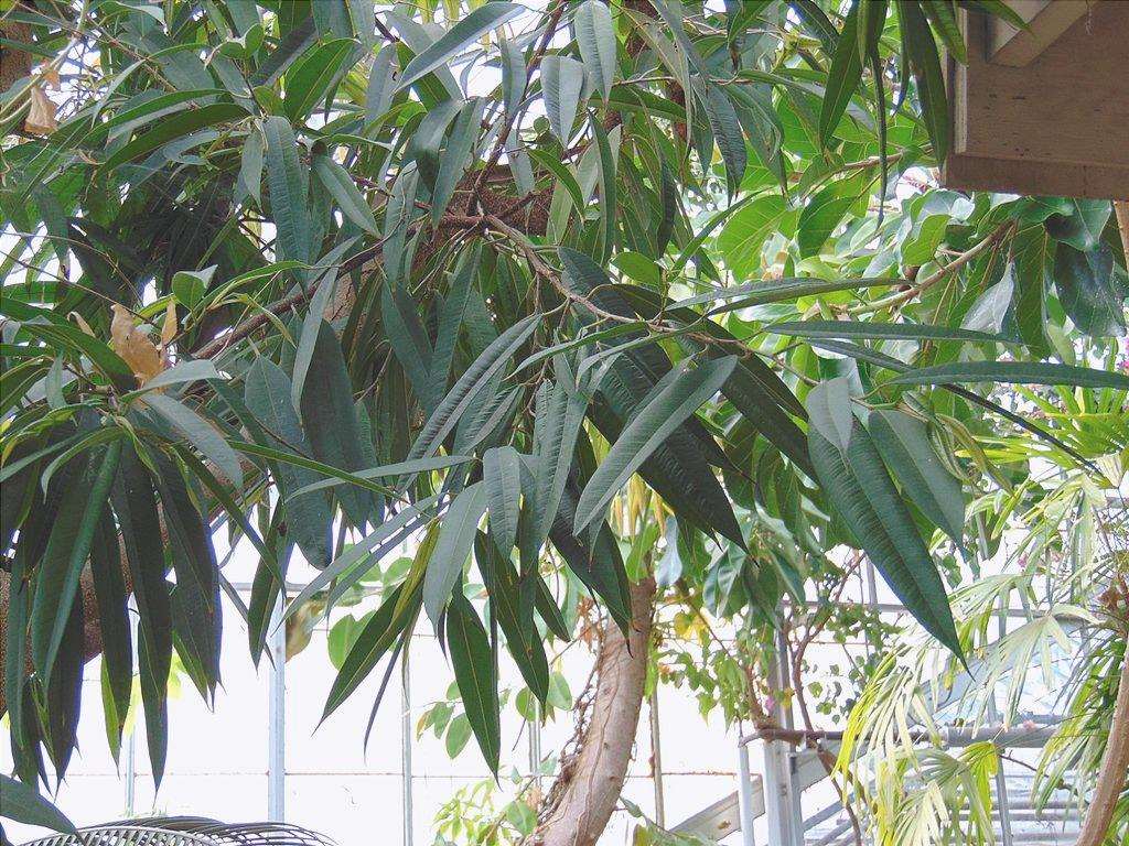Il Ficus Alii è un albero dalle foglie strette.
