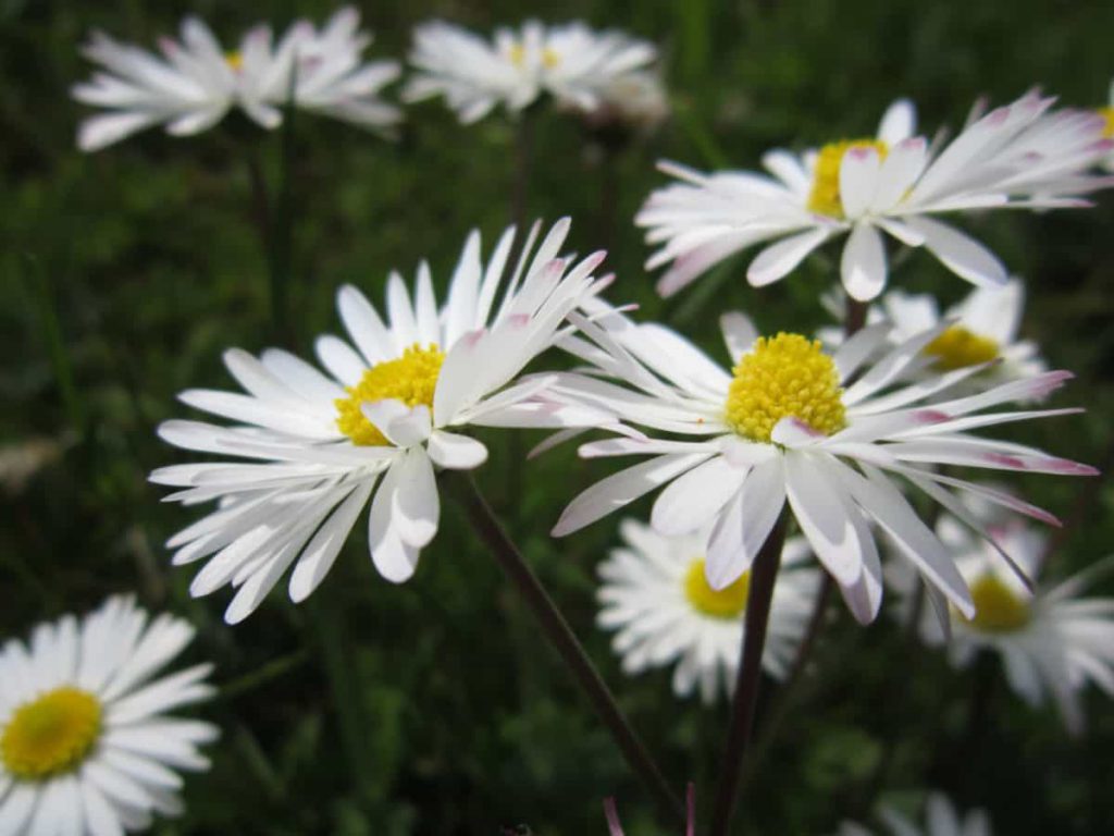 flor blanca 1