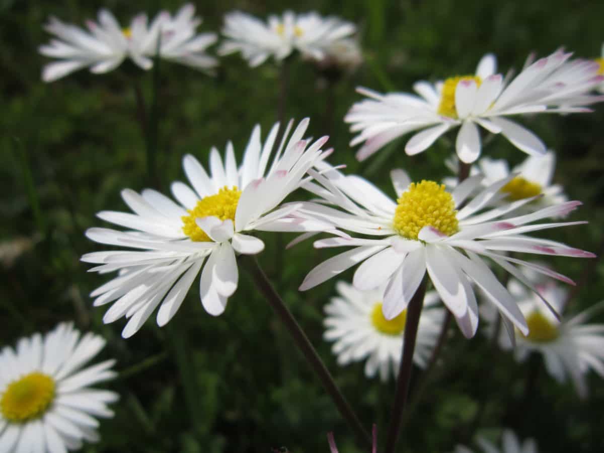 +10 piante con fiori bianchi - Le più popolari