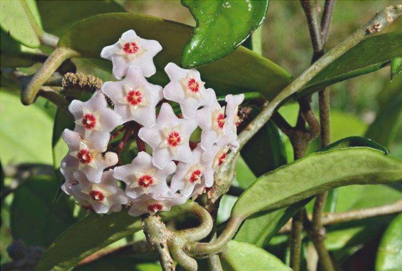 Vista dei fiori della Hoya carnosa o waxflower