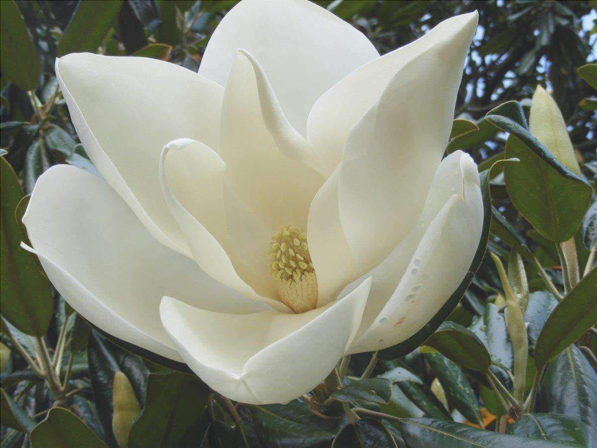 La Magnolia grandiflora ha grandi fiori