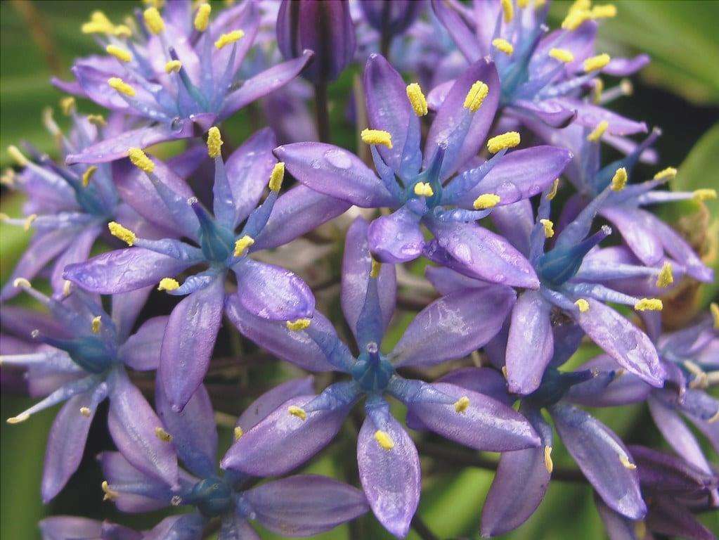 I fiori della Scilla sono blu
