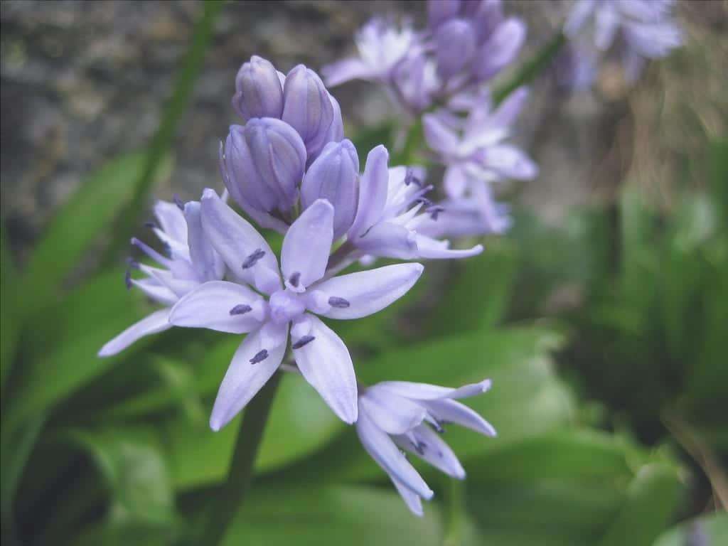 Cura della Scilla, un fiore bulboso ideale per patii e terrazze