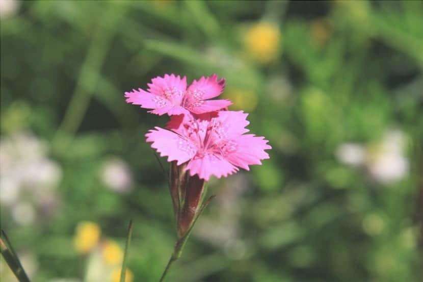 Il garofano ha fiori di vari colori, tra cui il rosa.