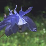 flores azuladas