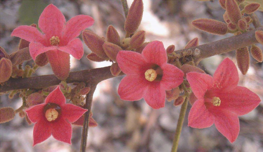 flores de brachychiton bidwillii