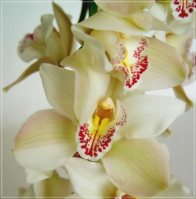 Come si moltiplica l'orchidea per mezzo dei semi?
