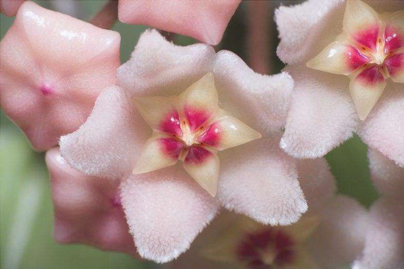 Primo piano dei bei fiori della Hoya carnosa