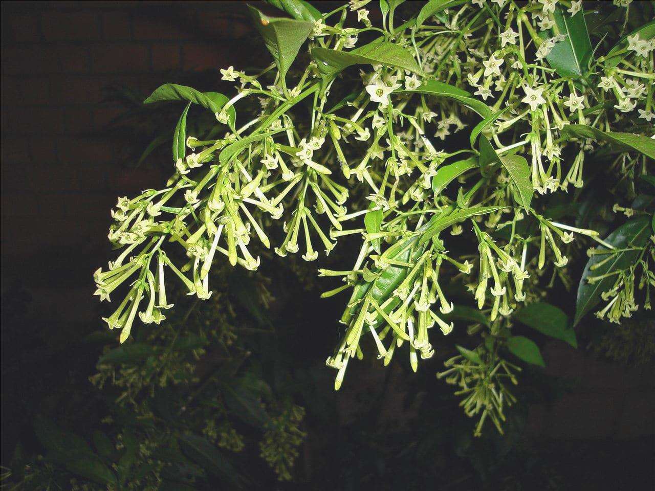 La pianta di Galan de noche, perfetta da avere in vaso o in giardino. -  