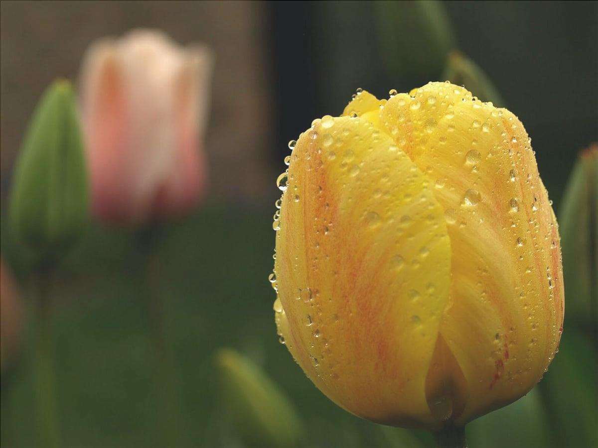 Il tulipano è un fiore che fiorisce in primavera.
