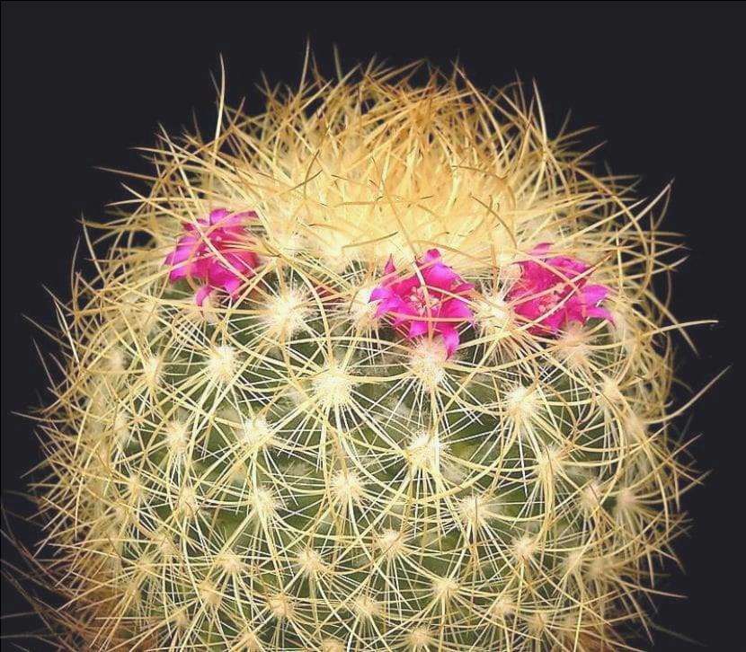 Piccolo fiore di cactus