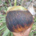 Frutto del borasus, una palma asiatica