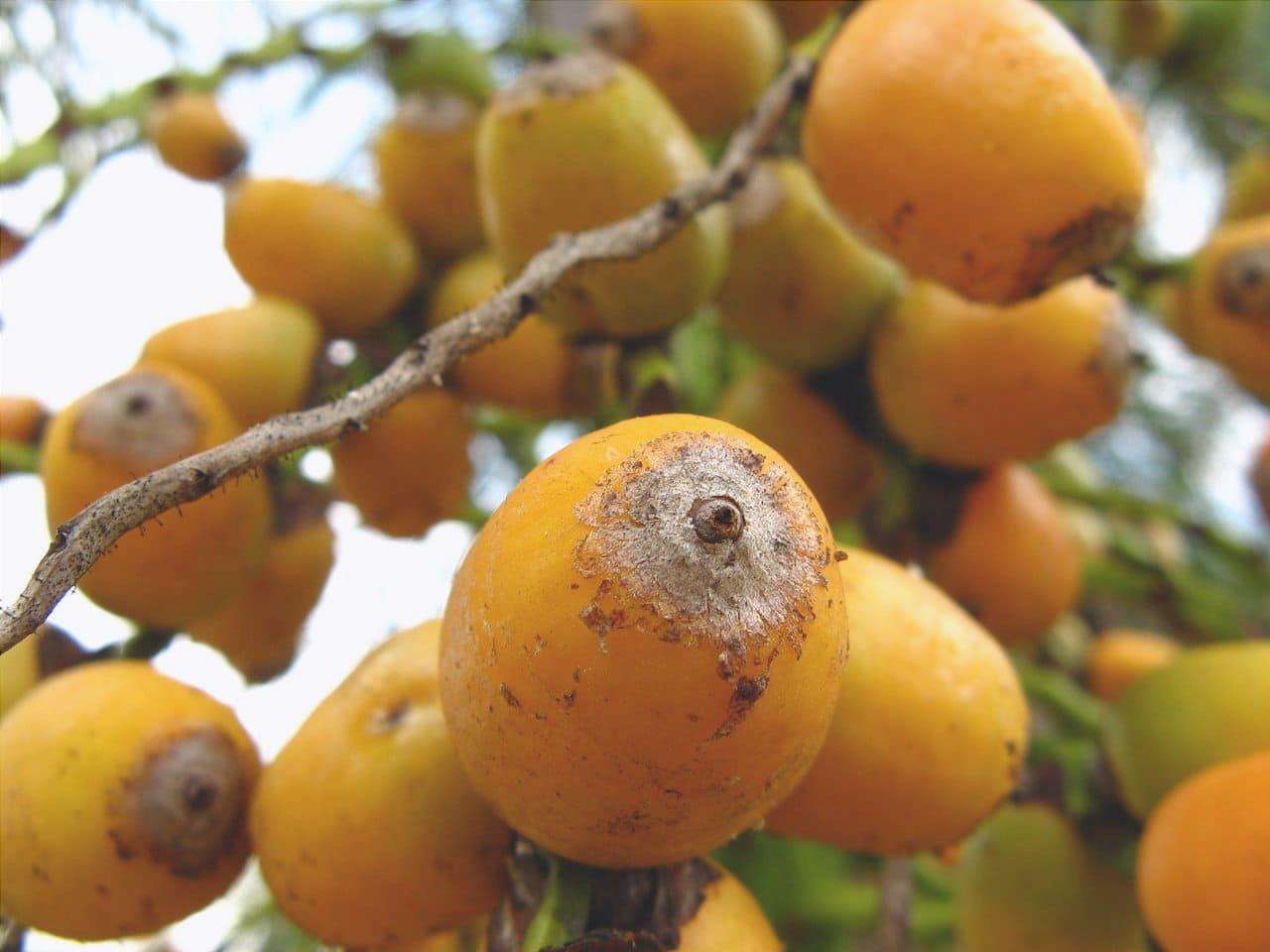 La noce di cocco piumata è una palma molto decorativa.