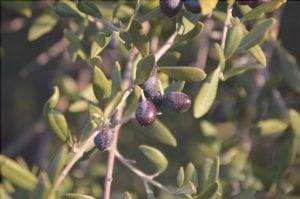 I frutti dell'olivo selvatico sono piccoli