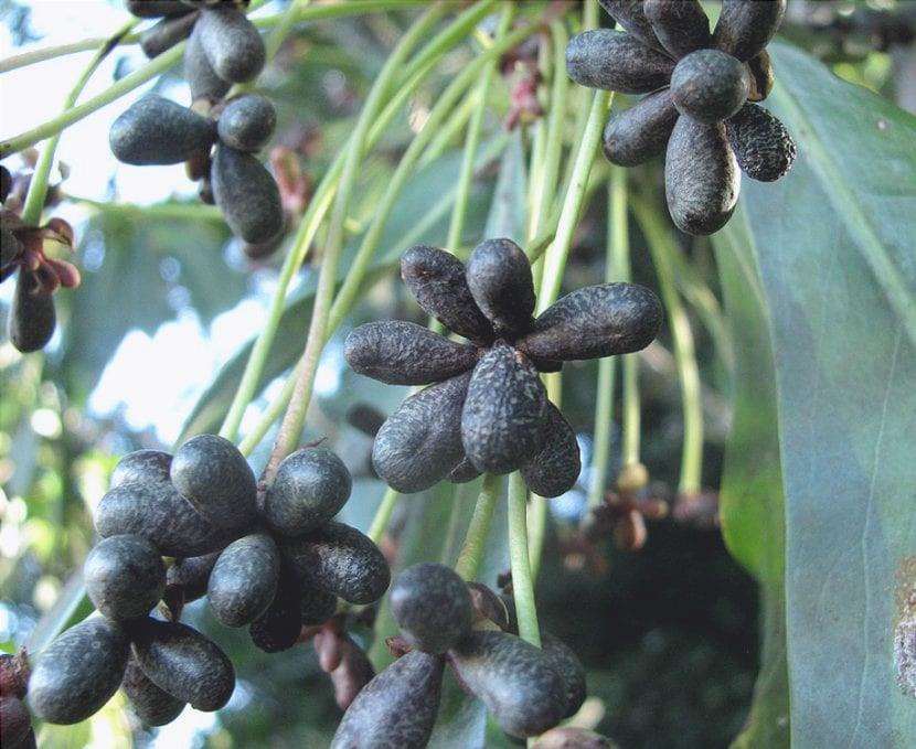 I frutti dell'albero della cannella sono neri