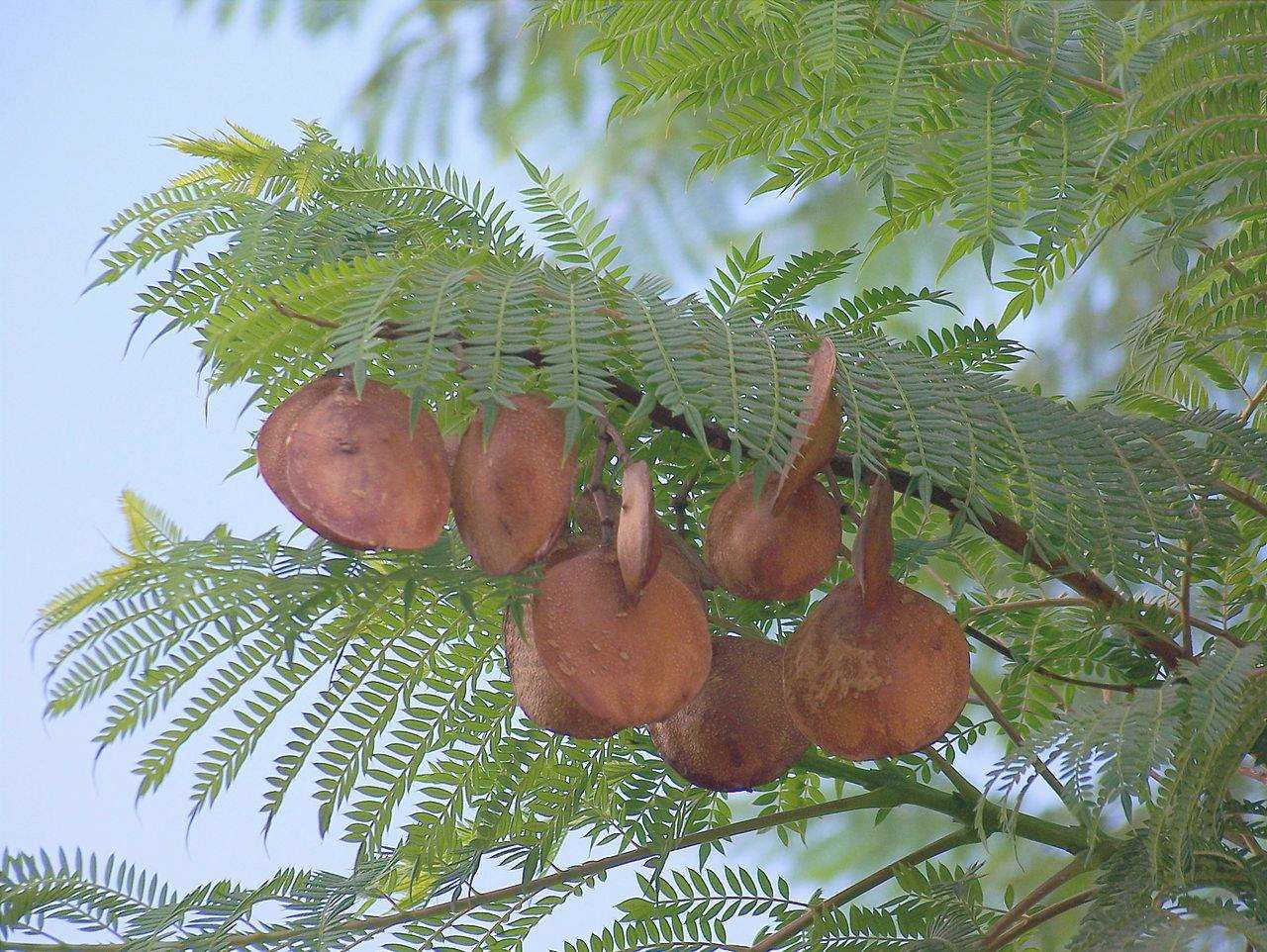 I frutti della jacaranda sono legnosi.