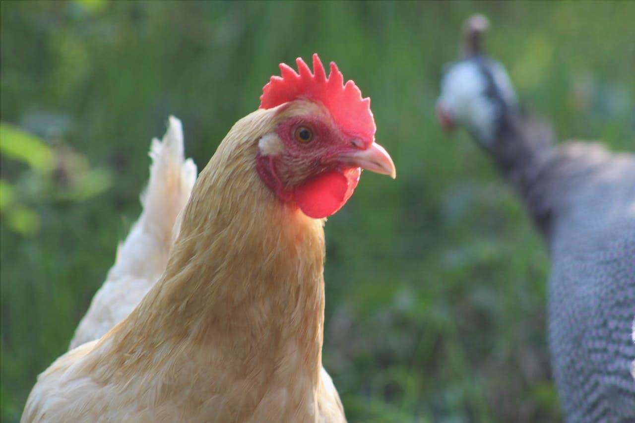 La gallina produce un letame di alta qualità.