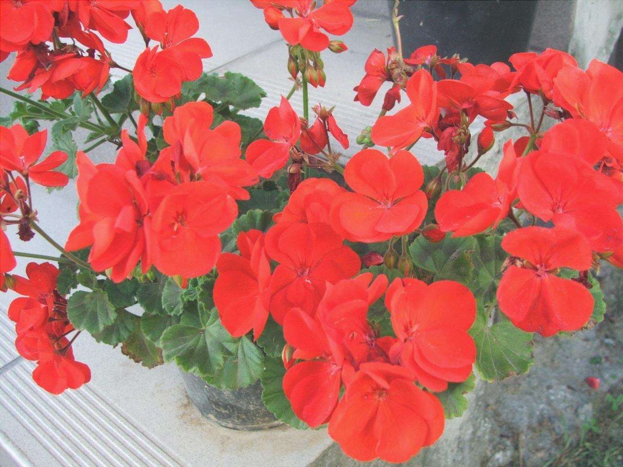 Il geranio zonale è una pianta con fiori rossi, rosa o bianchi.