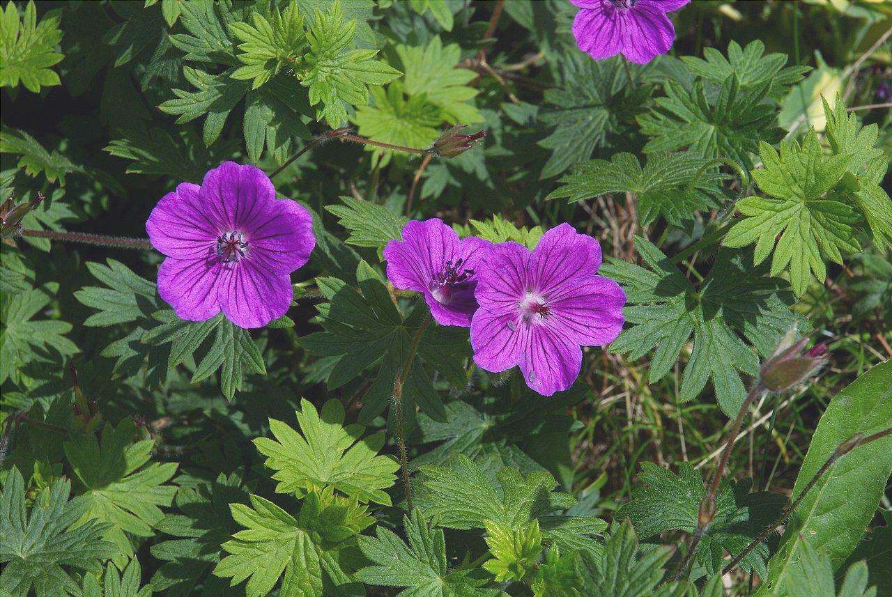 Geranium sanguineum è una pianta con fiori viola.