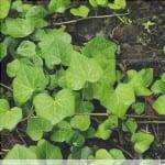 Dettaglio delle foglie di Hedera azorica