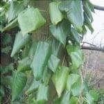 Preziose foglie verdi di Hedera colchica