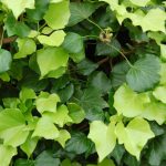 hedera helix buttercup