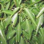 Primo piano delle foglie di Hedera nepalensis