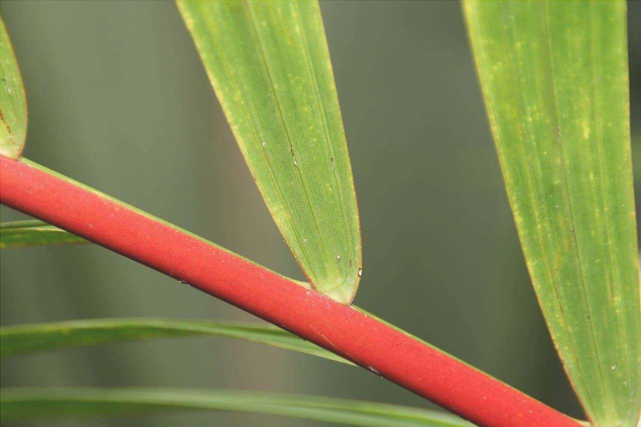 Le foglie della palma rossa hanno un gambo rosso.