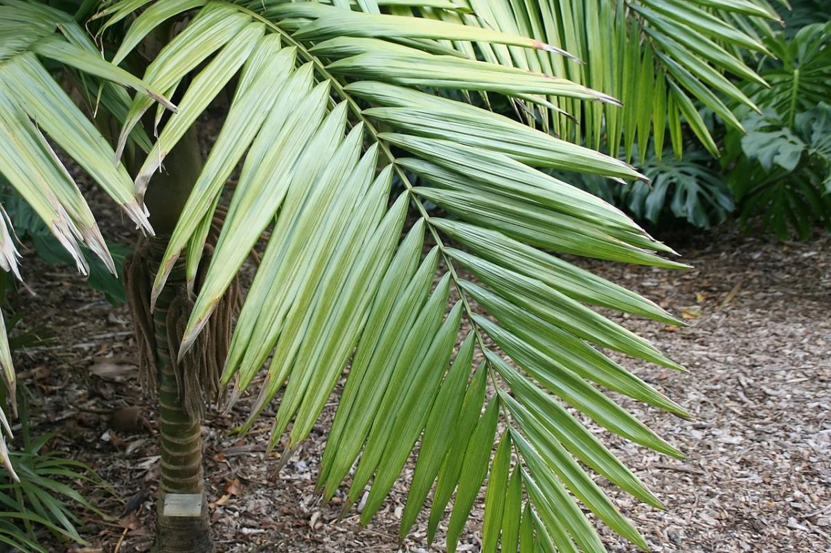 Megapost di palme, piante di eccezionale bellezza